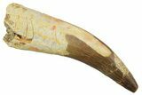 Fossil Plesiosaur (Zarafasaura) Tooth - Morocco #298323-1